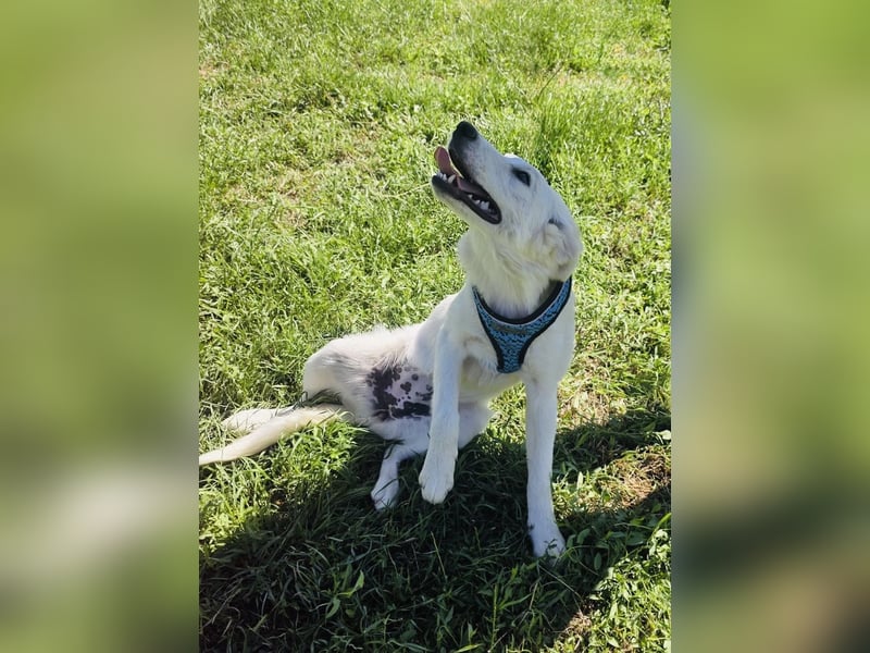 Golden Retriever Mix Sucht Körbchen