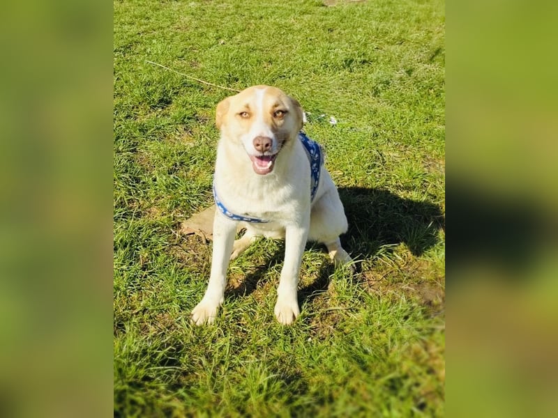 Zita eine tolle Labbymix Hündin