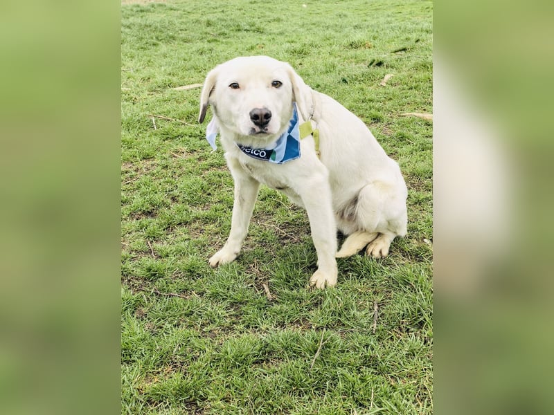 Labby Mix Danny ein toller Familienhund