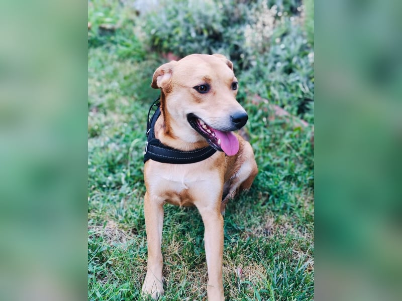 Sahara ein Vizla Labrador Mix