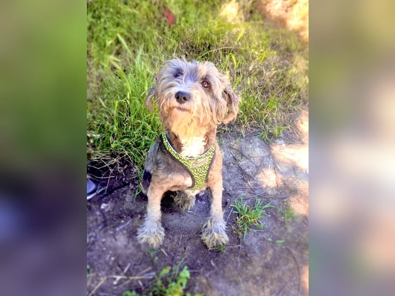 Lagotto Ramagnole Pudel Mix Telma