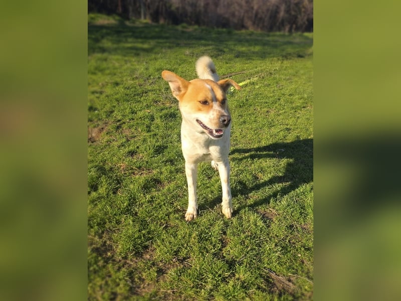 Ginger ein tolles Kerlchen