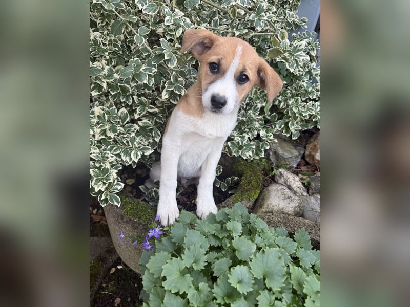 Tommy ein Beagle Mix sucht ein Zuhause