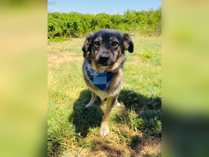 Berry eine Seele von Hund