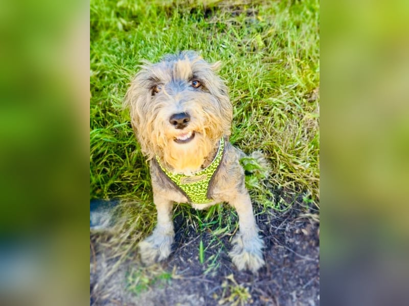 Lagotto Ramagnole Pudel Mix Telma