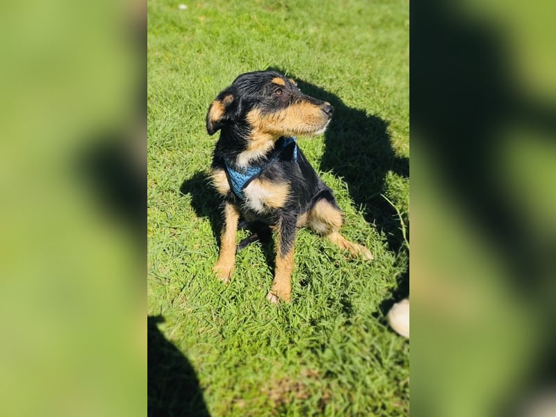 Ricka sucht ein Zuhause