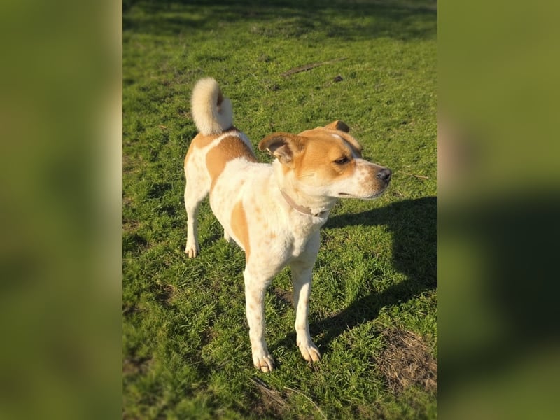 Labrador Carolina Dog Ginger