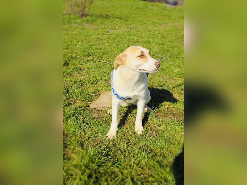 Zita eine tolle Labbymix Hündin