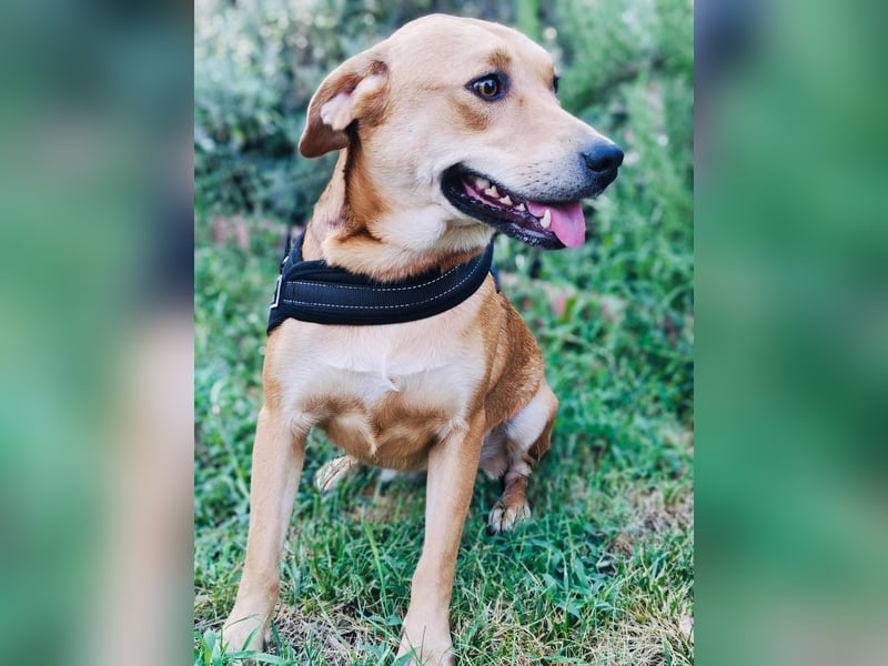 Sahara ein Vizla Labrador Mix