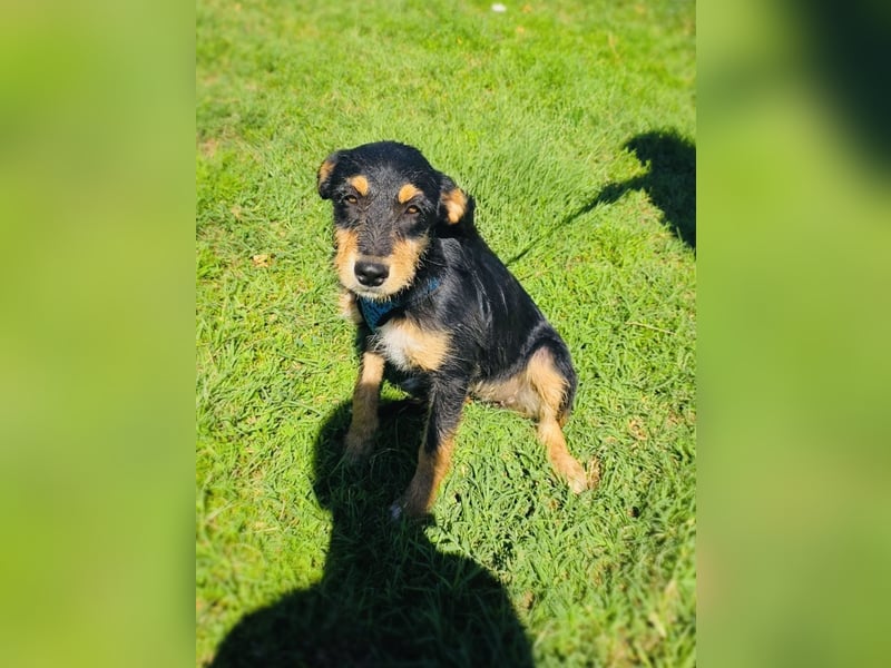 Ricka sucht ein Zuhause