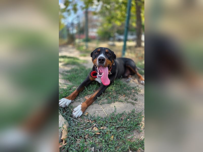 Tobi ein toller Familienhund