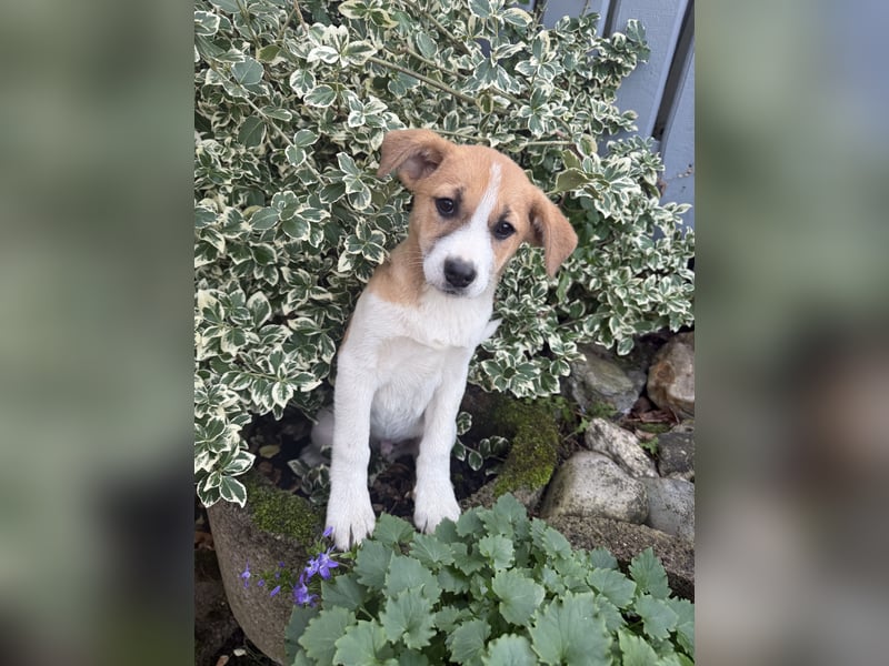 Tommy ein Beagle Mix sucht ein Zuhause