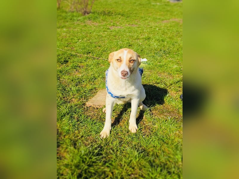 Zita eine tolle Labbymix Hündin