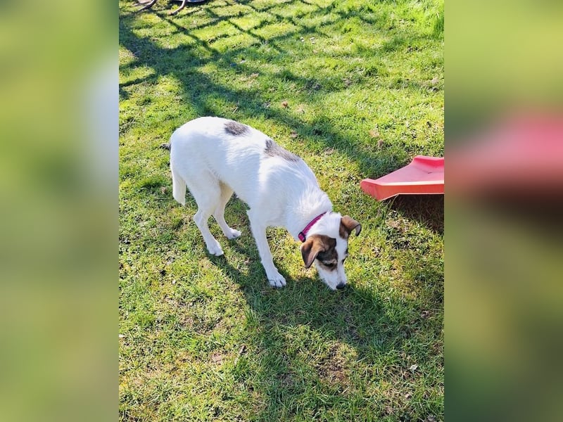 Lilly eine unkomplizierte Hündin