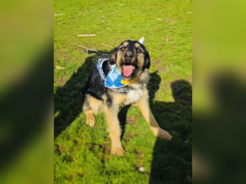 Nicho ein toller Familienhund