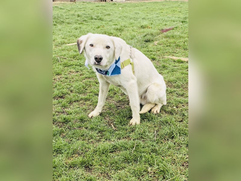 Labby Mix Danny ein toller Familienhund