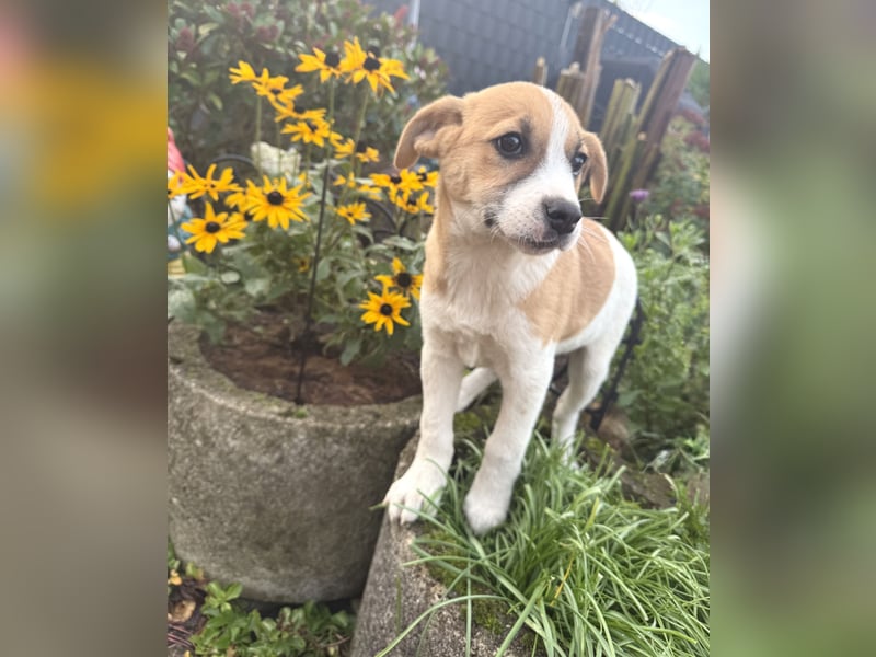 Tommy ein Beagle Mix sucht ein Zuhause