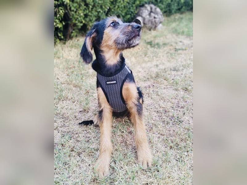 Tini sucht ein Zuhause