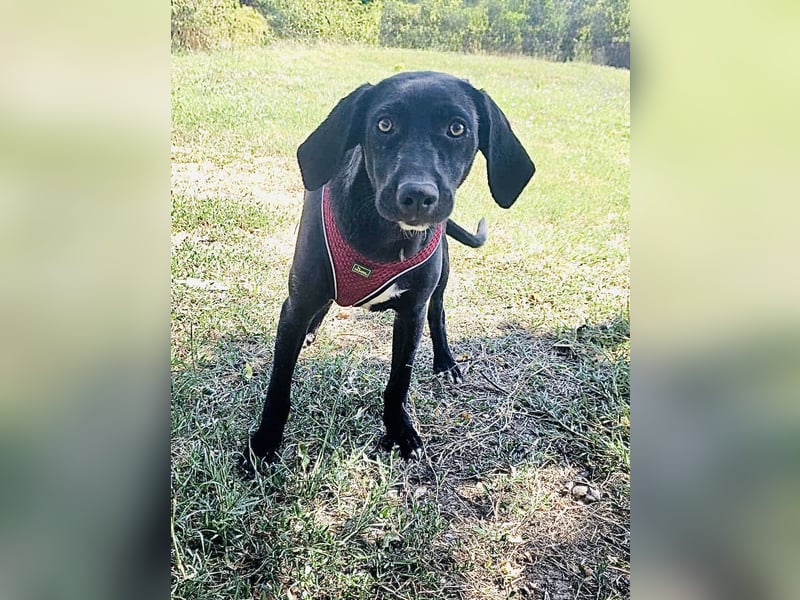 Labrador Mix Ares sucht ein Zuhause