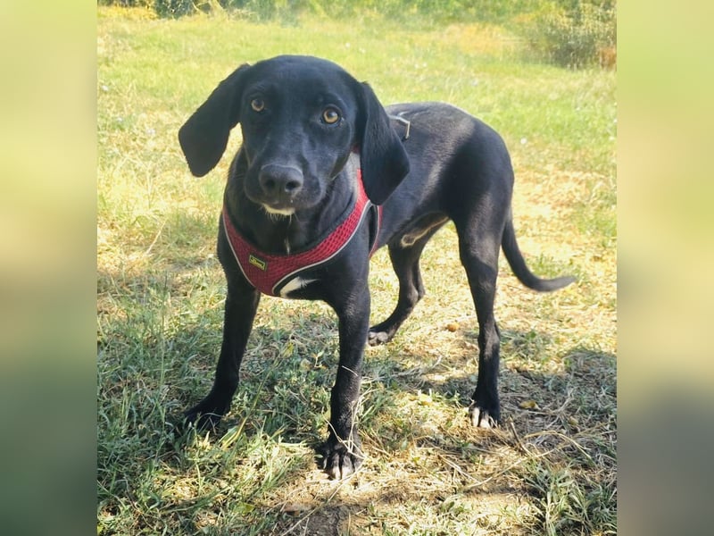 Labrador Mix Ares sehr verschmust