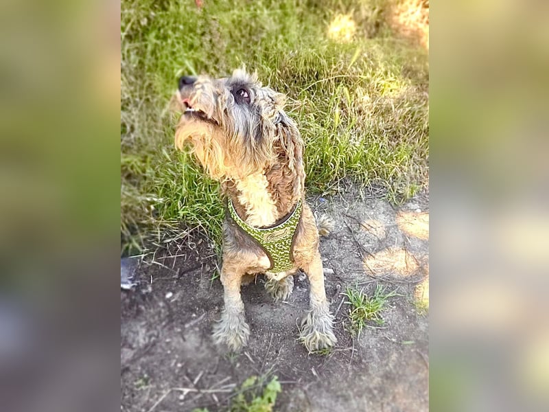 Lagotto Ramagnole Pudel Mix Telma