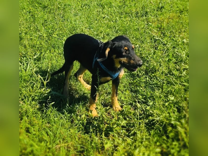 Ricka sucht ein Zuhause