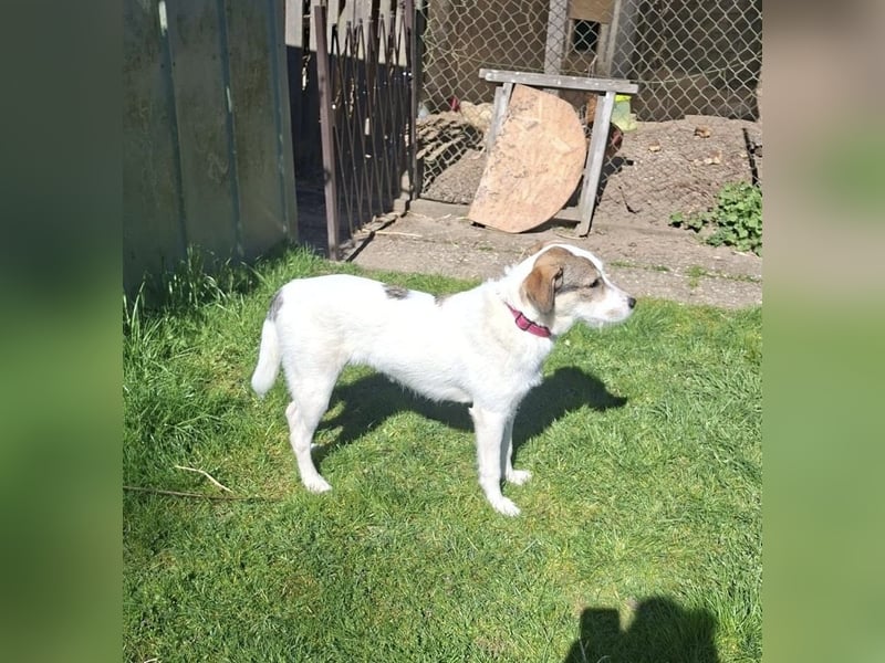 Lilly eine unkomplizierte Hündin