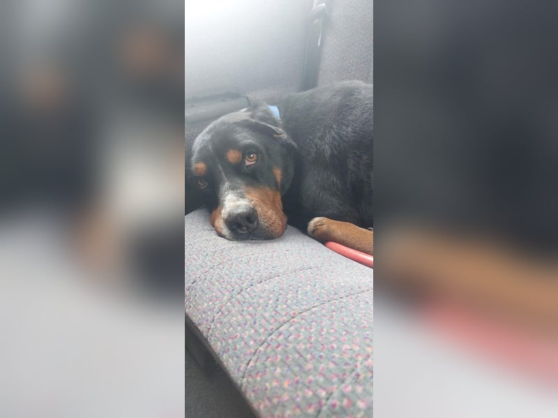 Sehr kinderlieber Appenzeller Mix Tobias