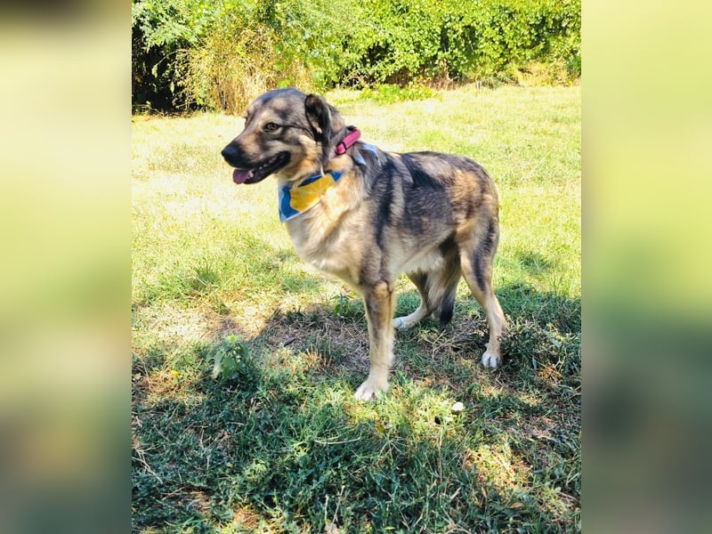Berry eine Seele von Hund