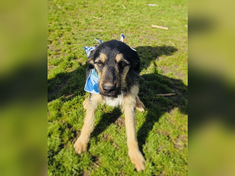 Nicho ein toller Familienhund