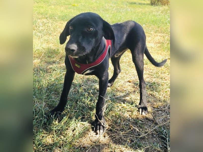 Labrador Mix Ares sehr verschmust