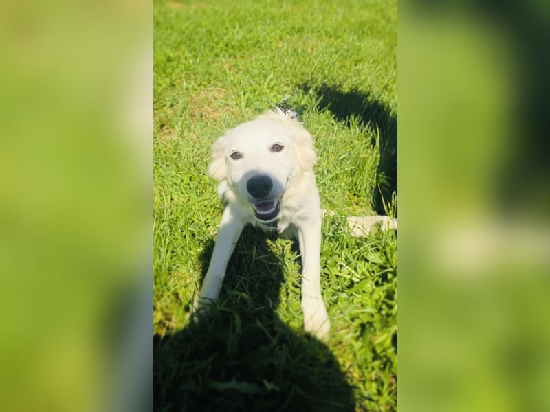 Golden Retriever Mix Sucht Körbchen
