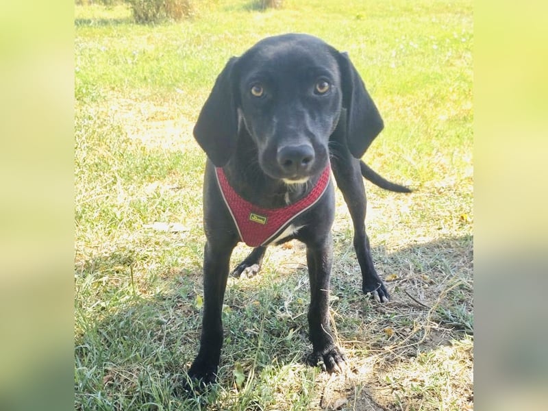 Labrador Mix Ares sehr verschmust