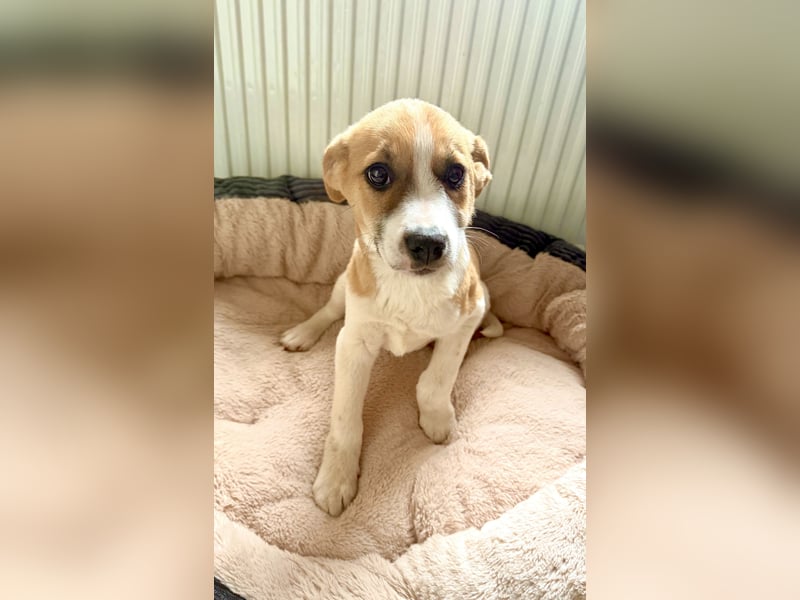 Tommy ein Beagle Mix sucht ein Zuhause