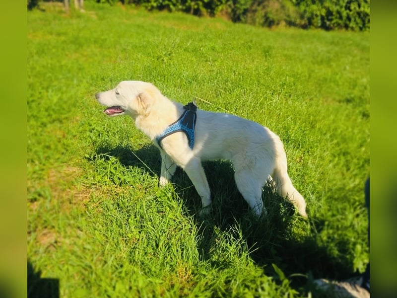 Golden Retriever Mix Sucht Körbchen