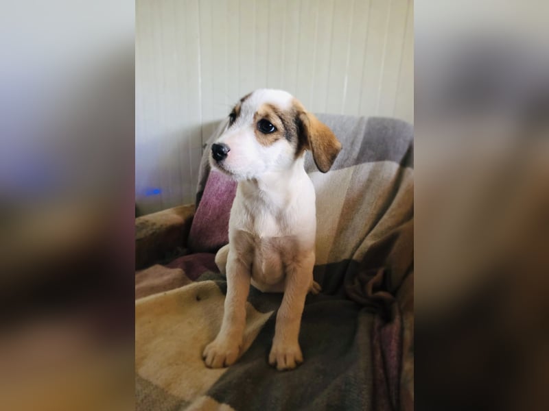 Lilly ein Beaglemix Mädchen