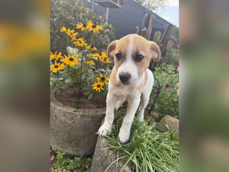 Tommy ein Beagle Mix sucht ein Zuhause