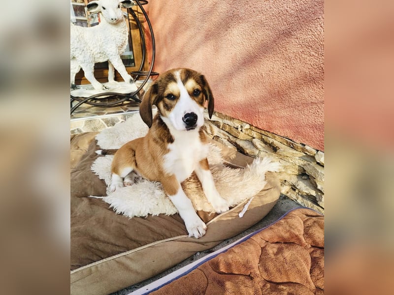 Ellie sehr freundlich und ausgeglichen