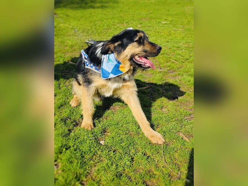 Nicho ein toller Familienhund