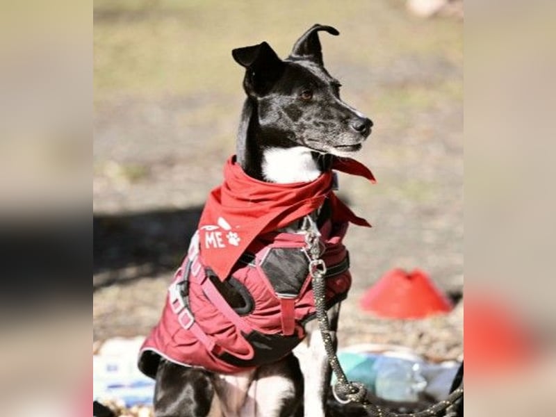 Hallo ich bin Kira, eine Herz auf drei Pfoten