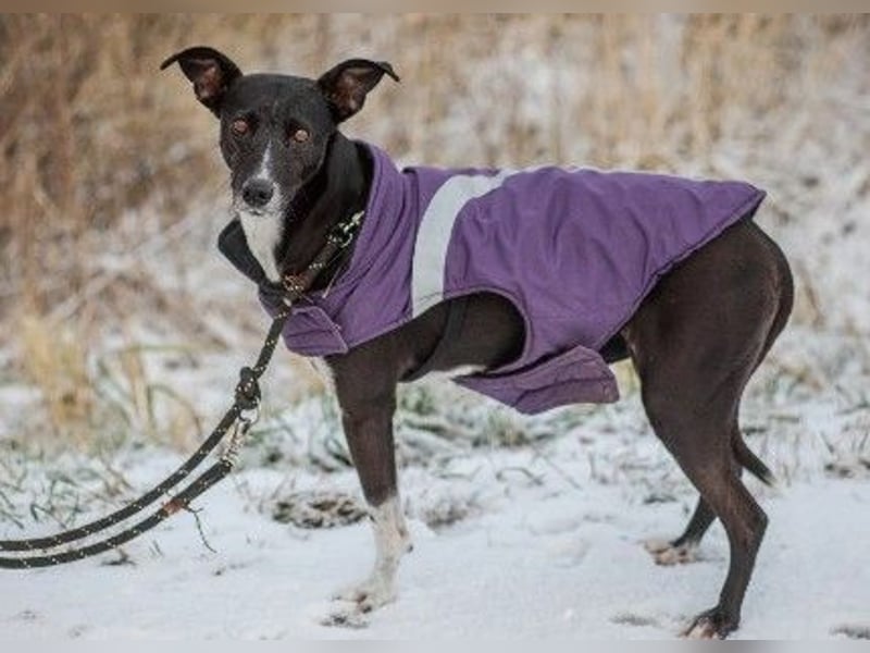 Huhu ich bin die Kira mit drei Beinen und liebe das Leben