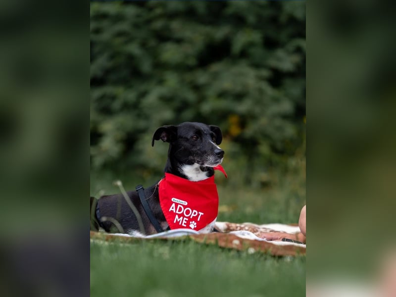 Hallo ich bin Kira, eine Herz auf drei Pfoten