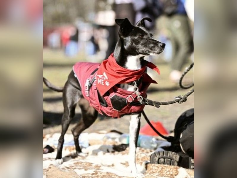 Huhu ich bin die Kira mit drei Beinen und liebe das Leben