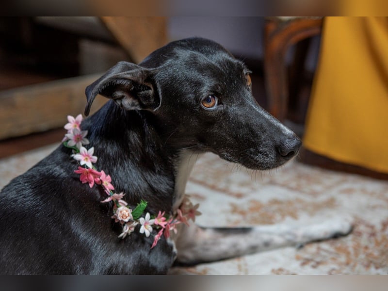 Huhu ich bin die Kira mit drei Beinen und liebe das Leben