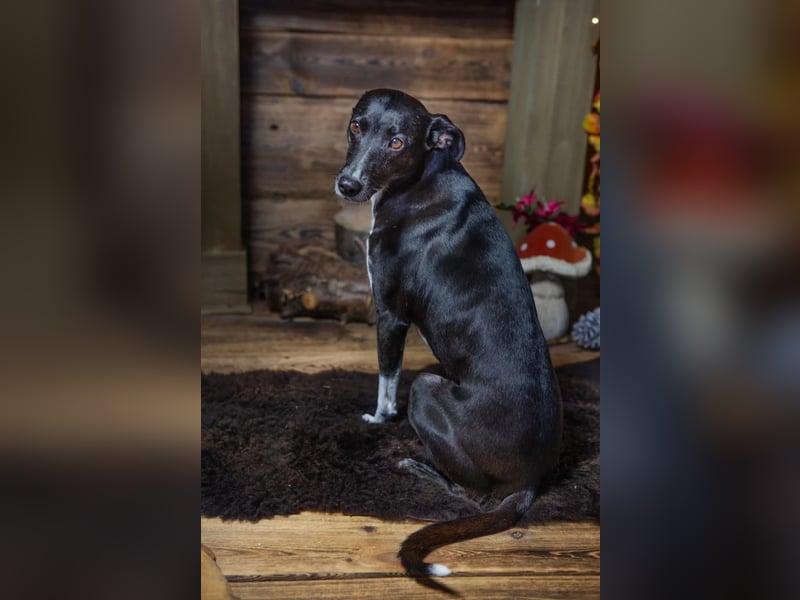 Huhu ich bin die Kira mit drei Beinen und liebe das Leben