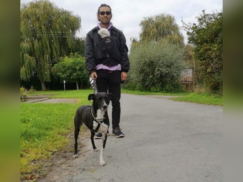 Familienhündin Kira