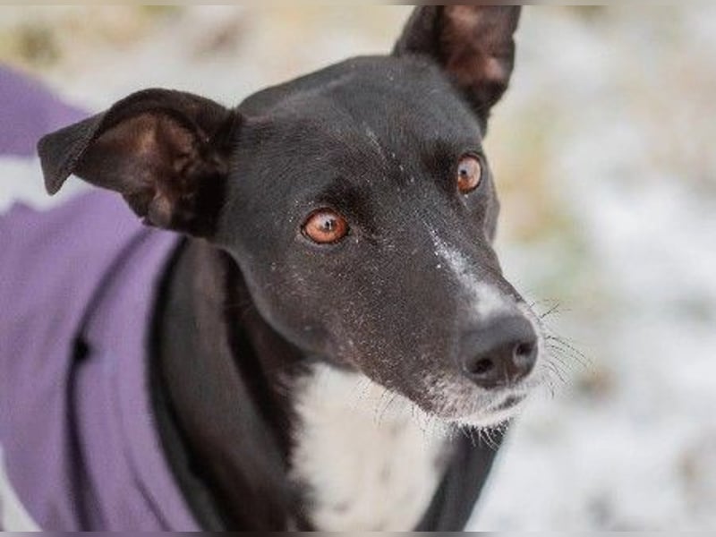 Hallo ich bin Kira, eine Herz auf drei Pfoten