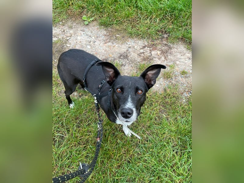 Hallo ich bin Kira, eine Herz auf drei Pfoten