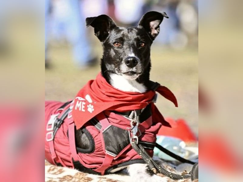 Hallo ich bin Kira, eine Herz auf drei Pfoten