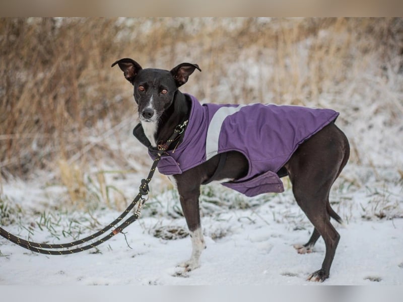 Hallo ich bin Kira, eine Herz auf drei Pfoten